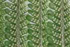 USA, Washington State, Seabeck. Fern frond patterns and shapes. Art Print